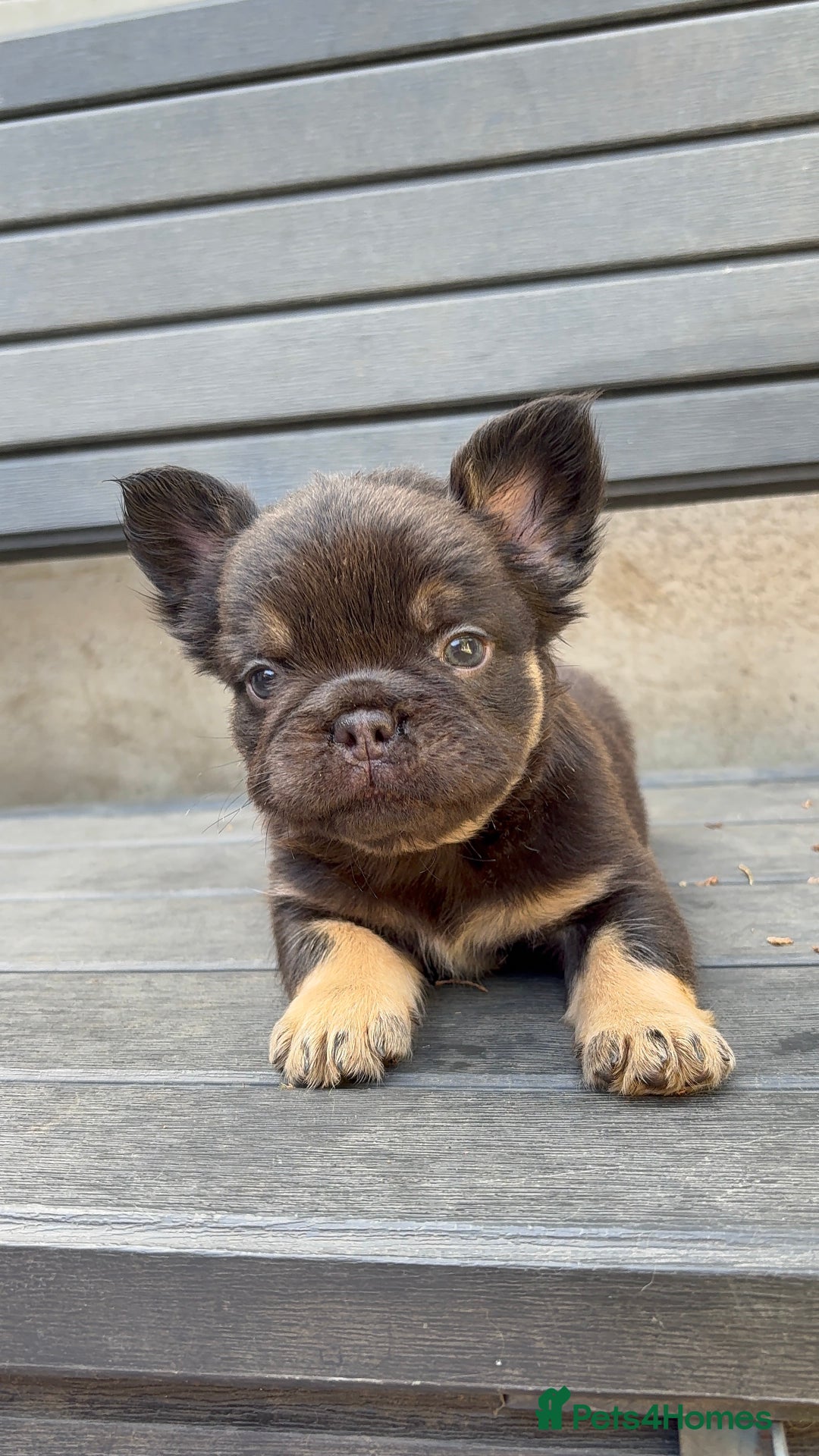 French Bulldog dogs for sale: Beautiful fluffy French bulldog girls pending pink - Image 9