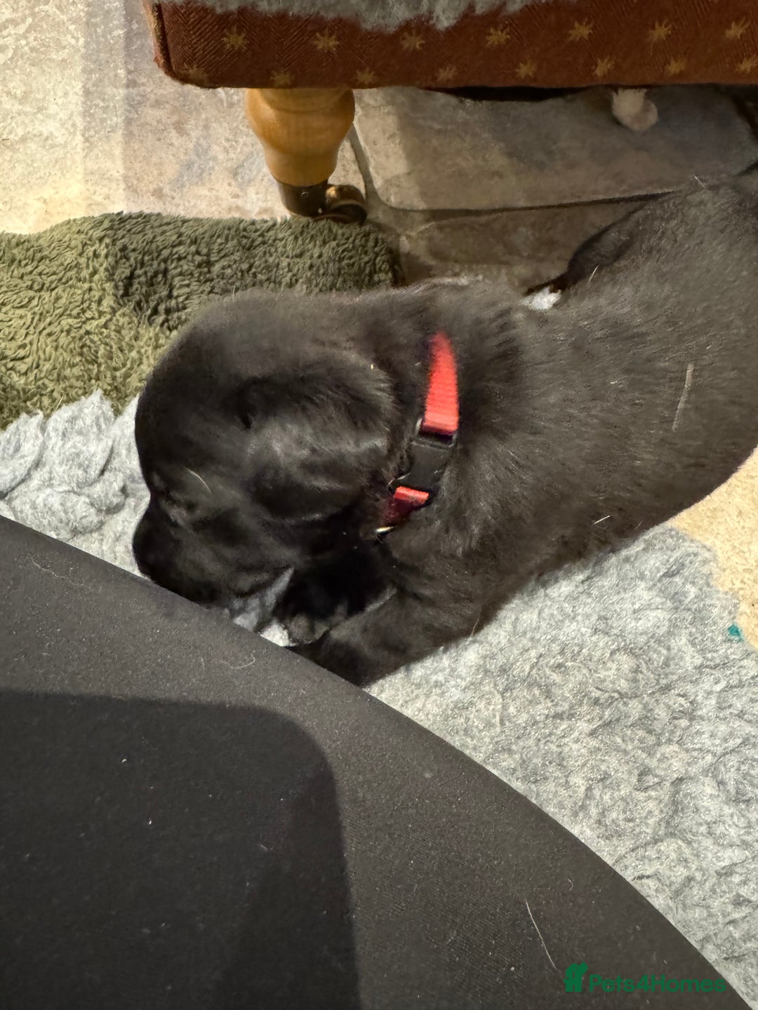Labrador Retriever dogs for sale: KC Reg Health Tested Working Labradors - Image 33