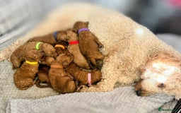 Miniature Poodle dogs for sale: MINIATURE-TOY POODLE PUPPIES AVAILABLE  - Image 1