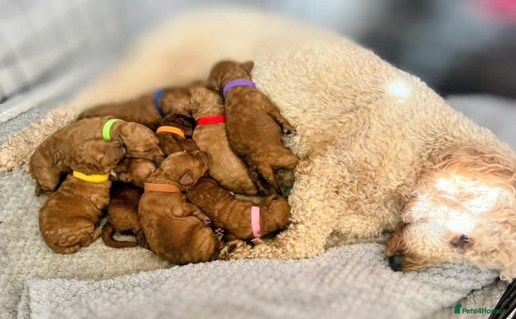 Miniature Poodle dogs - Advert 3