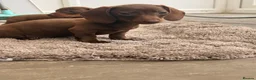 Dachshund dogs for sale: Solid chocolate bitch  - Advert 2