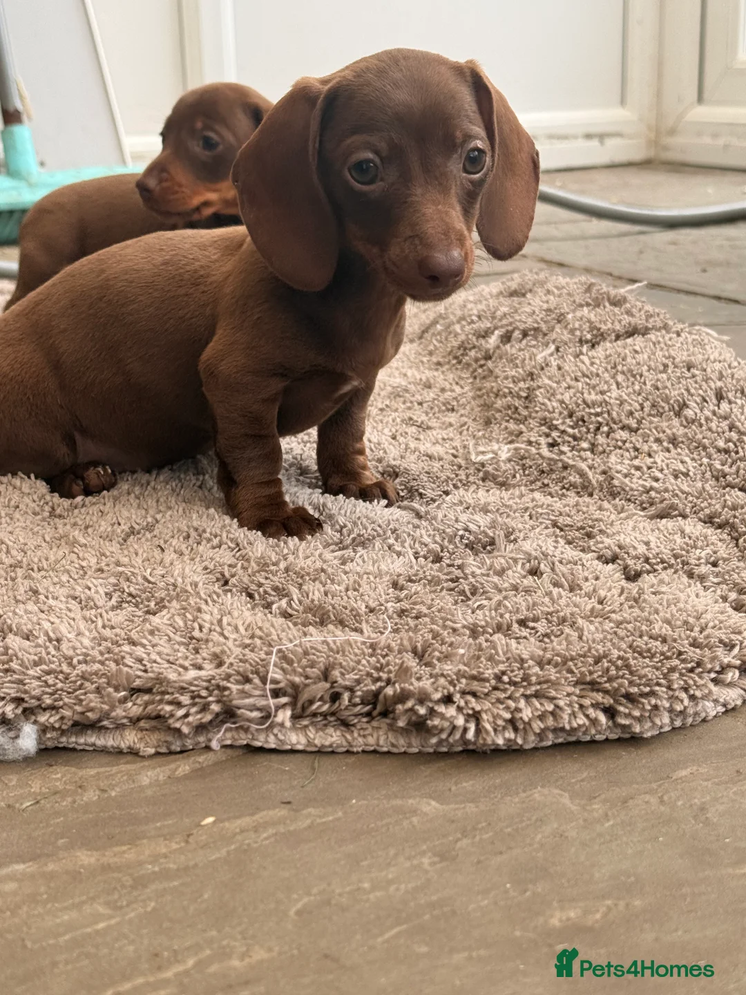 Dachshund dogs for sale: Solid chocolate bitch  - Advert 2