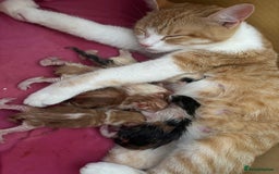 British Shorthair cats for sale: Ginger and white male kittens  - Image 3