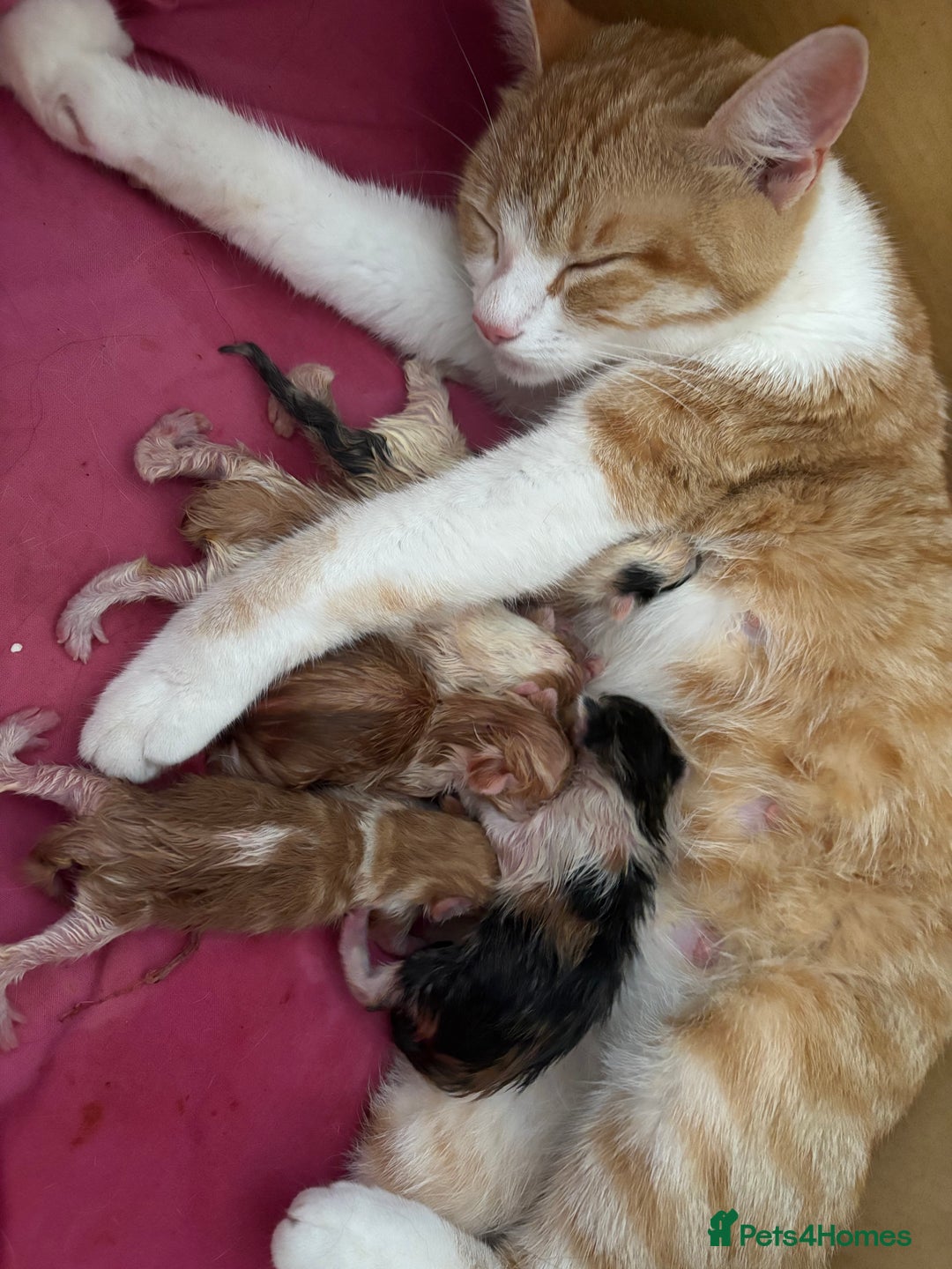 British Shorthair cats for sale: Ginger and white male kittens  - Image 3