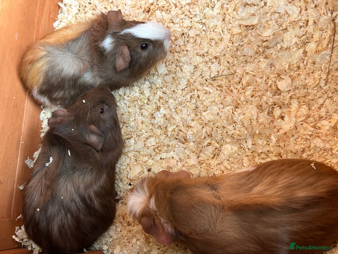Guinea Pig rodents for sale: Trio Male Guineapigs- Brothers  - Image 9