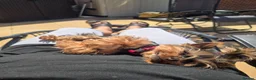 Yorkshire Terrier dogs for sale: Tiny princess Coco - Advert 4