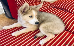 Pomsky dogs for sale: ✨ Adorable Blue-Eyed Pomsky 🐾 Pups, 16 Weeks Old - Image 28