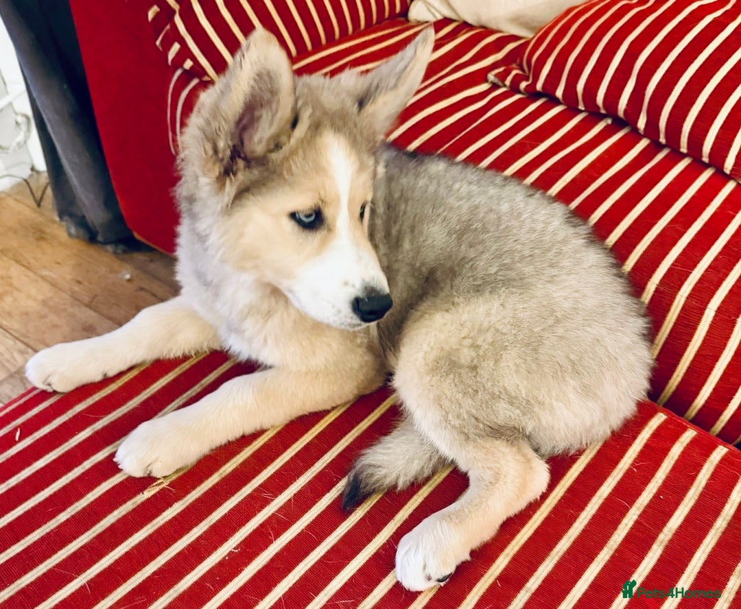 Pomsky dogs for sale: ✨ Adorable Blue-Eyed Pomsky 🐾 Pups, 16 Weeks Old - Image 28