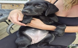 Labrador Retriever dogs for sale: Adorable Labrador pups ready for their foreve - Image 2