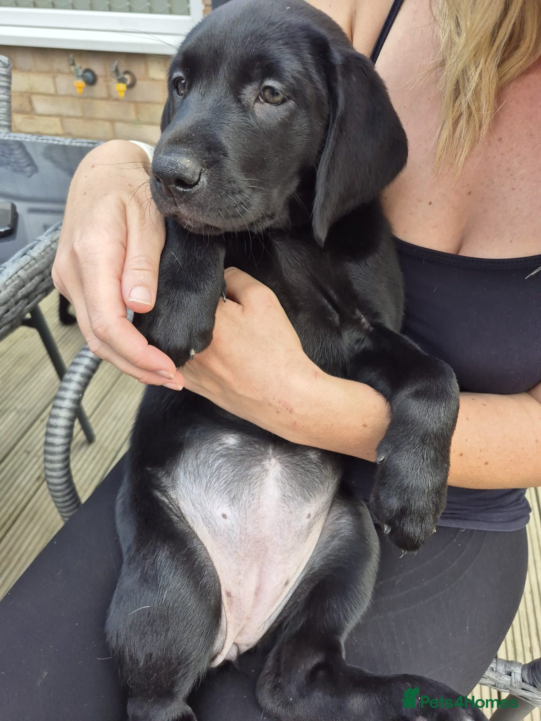 Labrador Retriever dogs for sale: Adorable Labrador pups ready for their foreve - Image 2