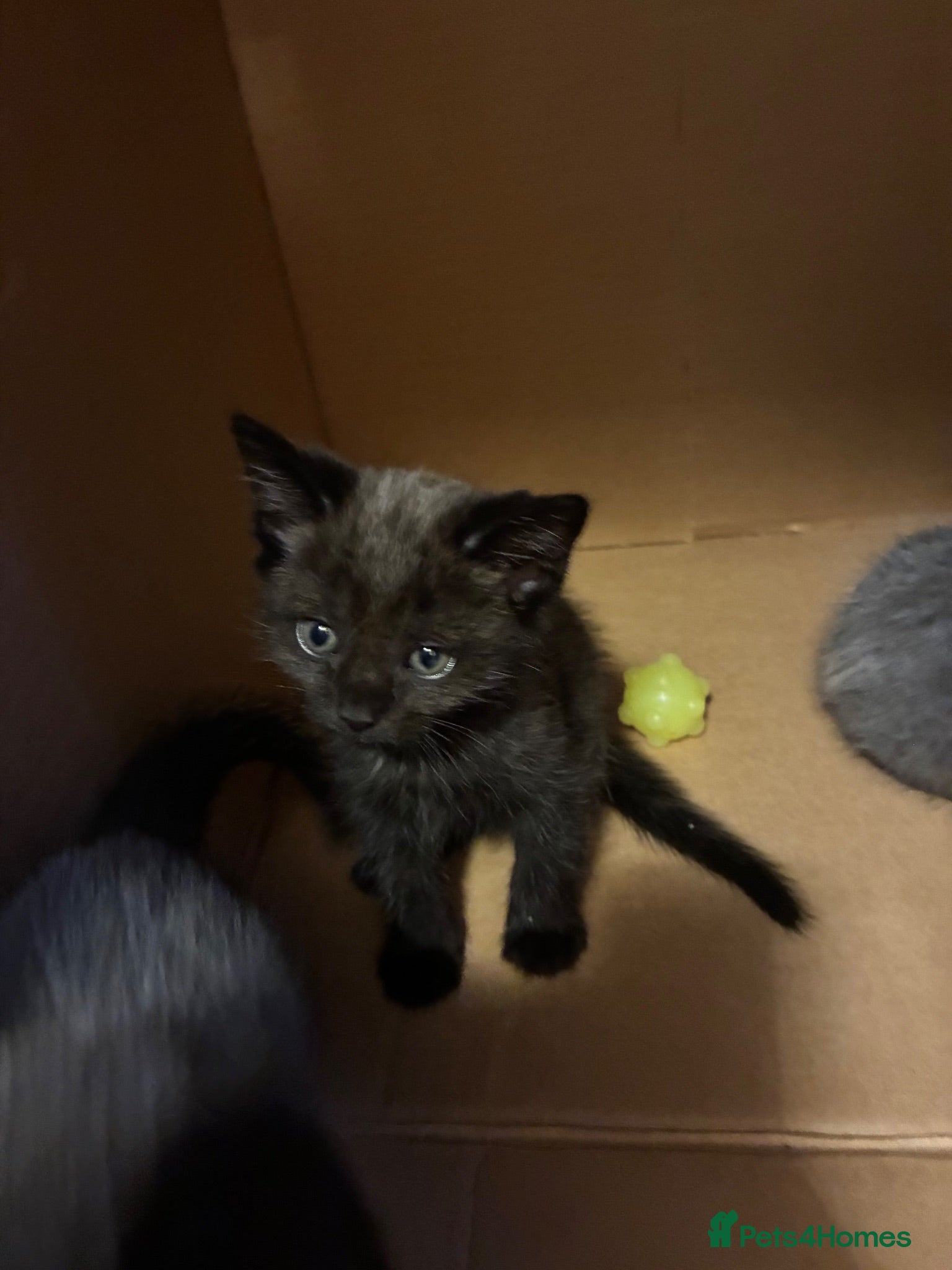 Mixed Breed cats Grey/black kitten  - Advert 2