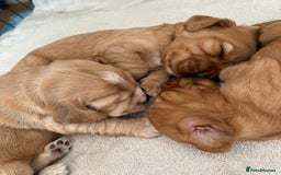 Cocker Spaniel dogs for sale: 3 beautiful cocker spaniel puppies  - Image 6