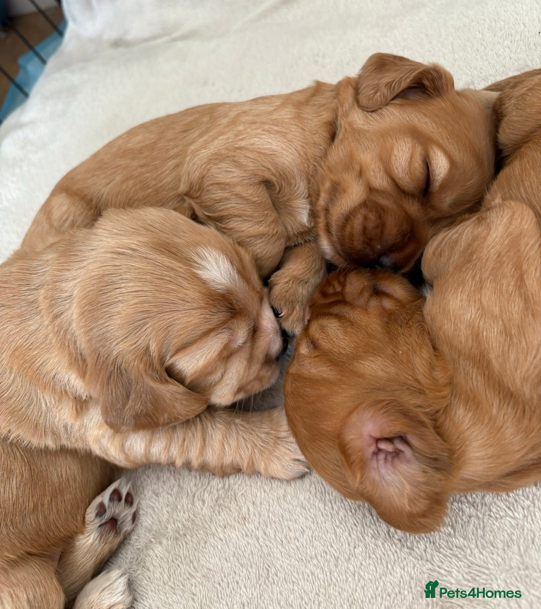 Cocker Spaniel dogs for sale: 3 beautiful cocker spaniel puppies  - Image 6