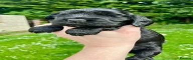Cocker Spaniel 1