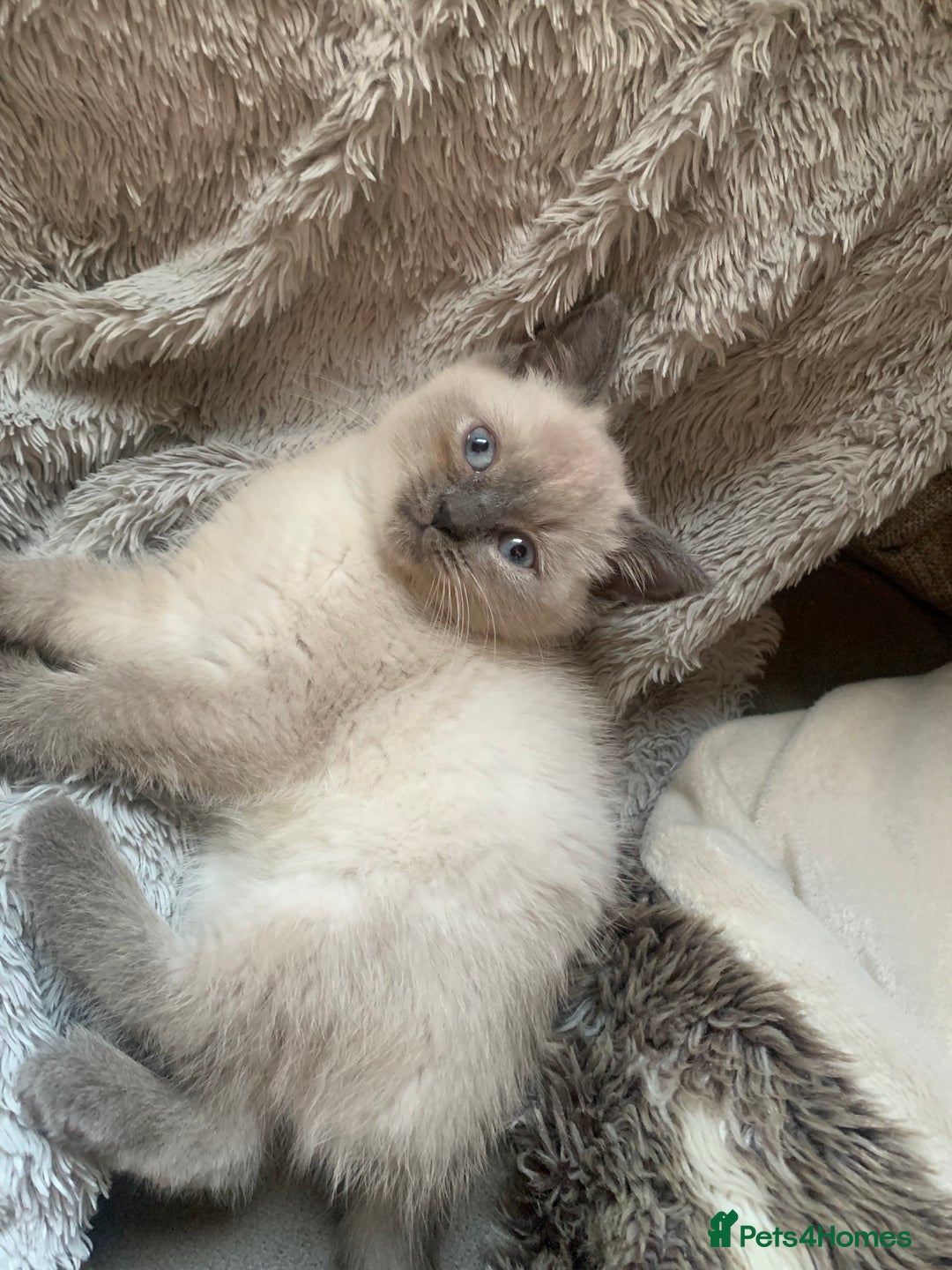 Persian cats for sale: cute 9wk old adorable bundle of joy Persian kitten - Advert 38