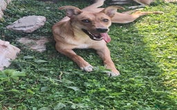 Mixed Breed dogs for adoption: Sandy is looking for a home! - Image 5