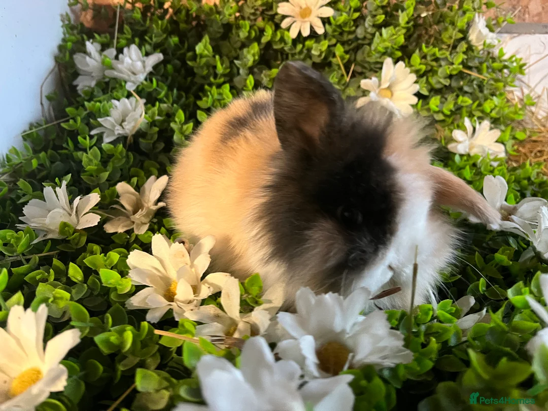 Mini Lion Lop rabbits for sale: Gorgeous Mini lion lops  - Advert 1