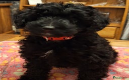 Mixed Breed dogs for sale: Cavapoochon puppies 11 wks  ready to leave now  - Advert 2