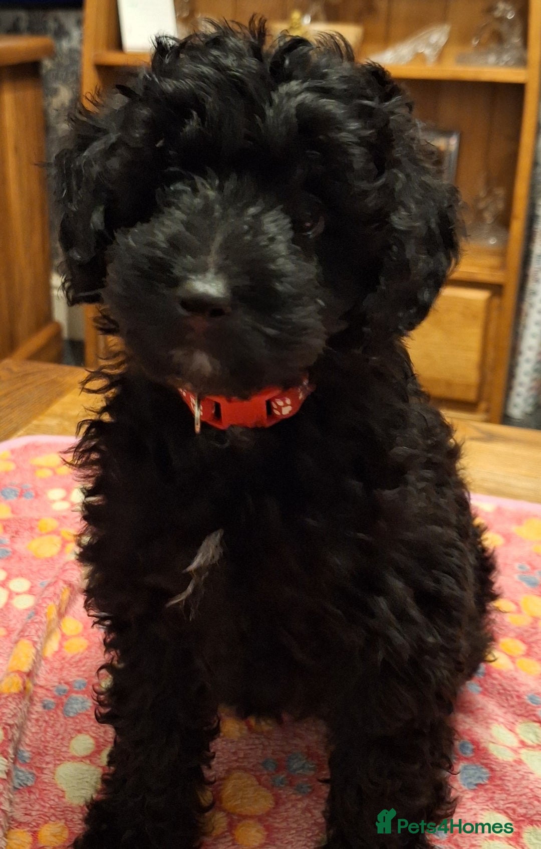 Mixed Breed dogs for sale: Cavapoochon puppies 11 wks  ready to leave now  - Advert 2