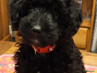 Mixed Breed dogs Cavapoochon puppies 11 wks ready to leave now - Advert 8