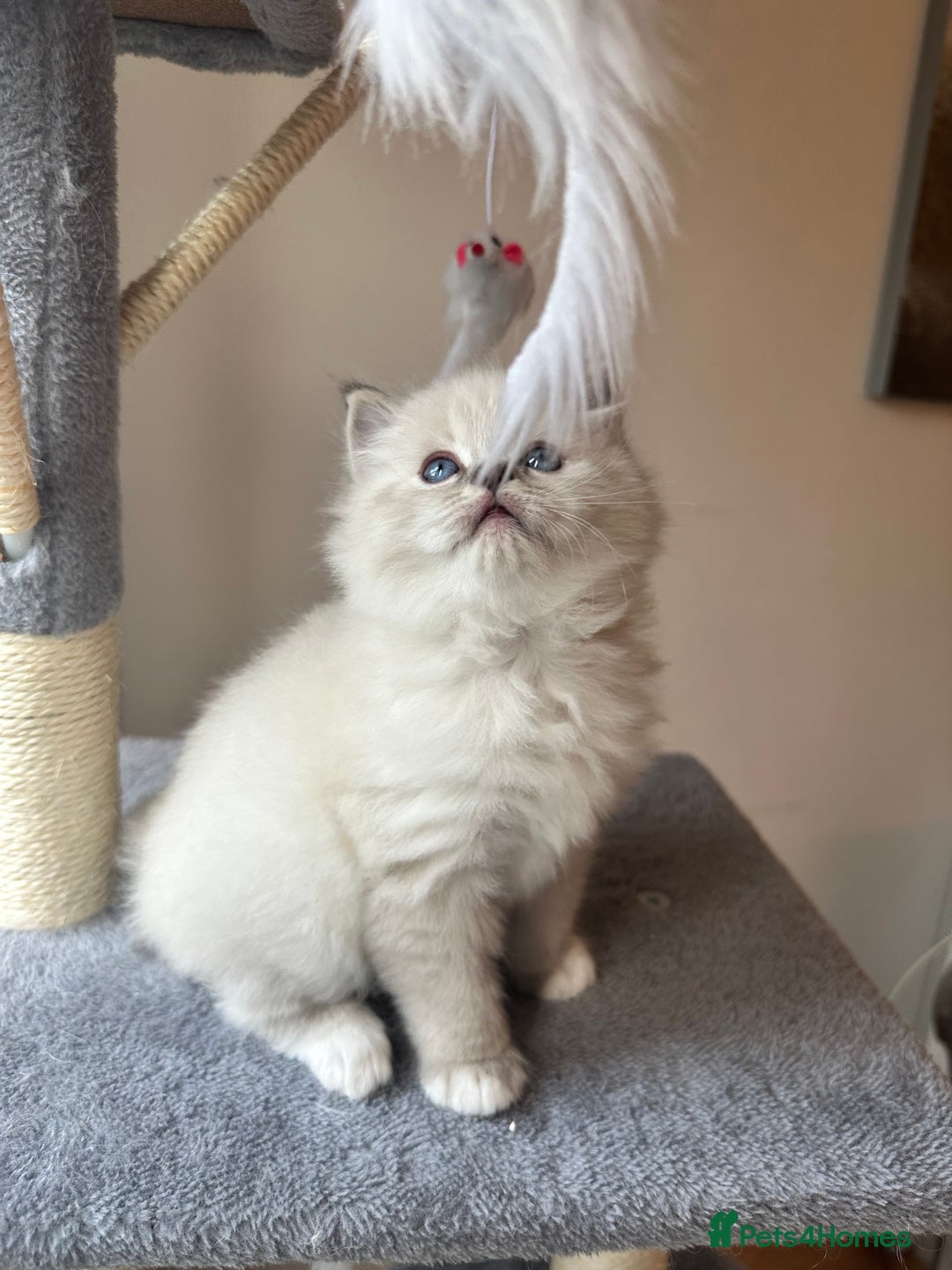 Neva Masquerade cats for sale: Gorgeous Neva Masquerade/British Blue Kittens  - Advert 17