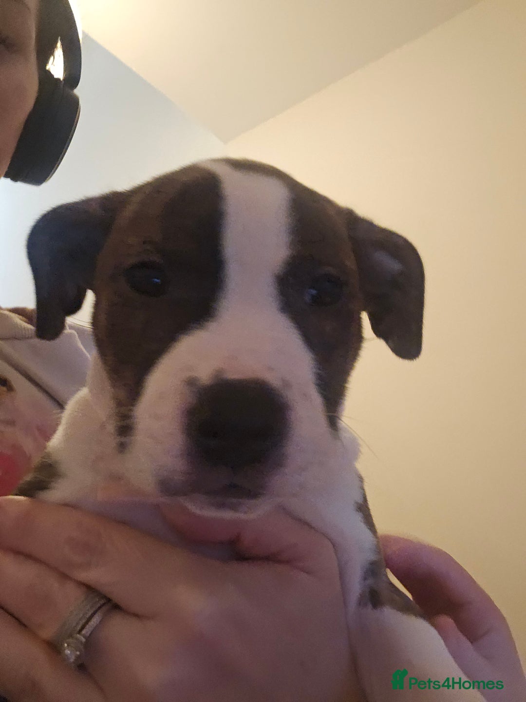 Staffordshire Bull Terrier dogs for sale: Staffordshire bull terrier puppy  - Image 11