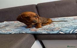 Dachshund dogs for sale: SOLD OUT! Thank you very much!!! Lovely Dachshunds - Advert 16