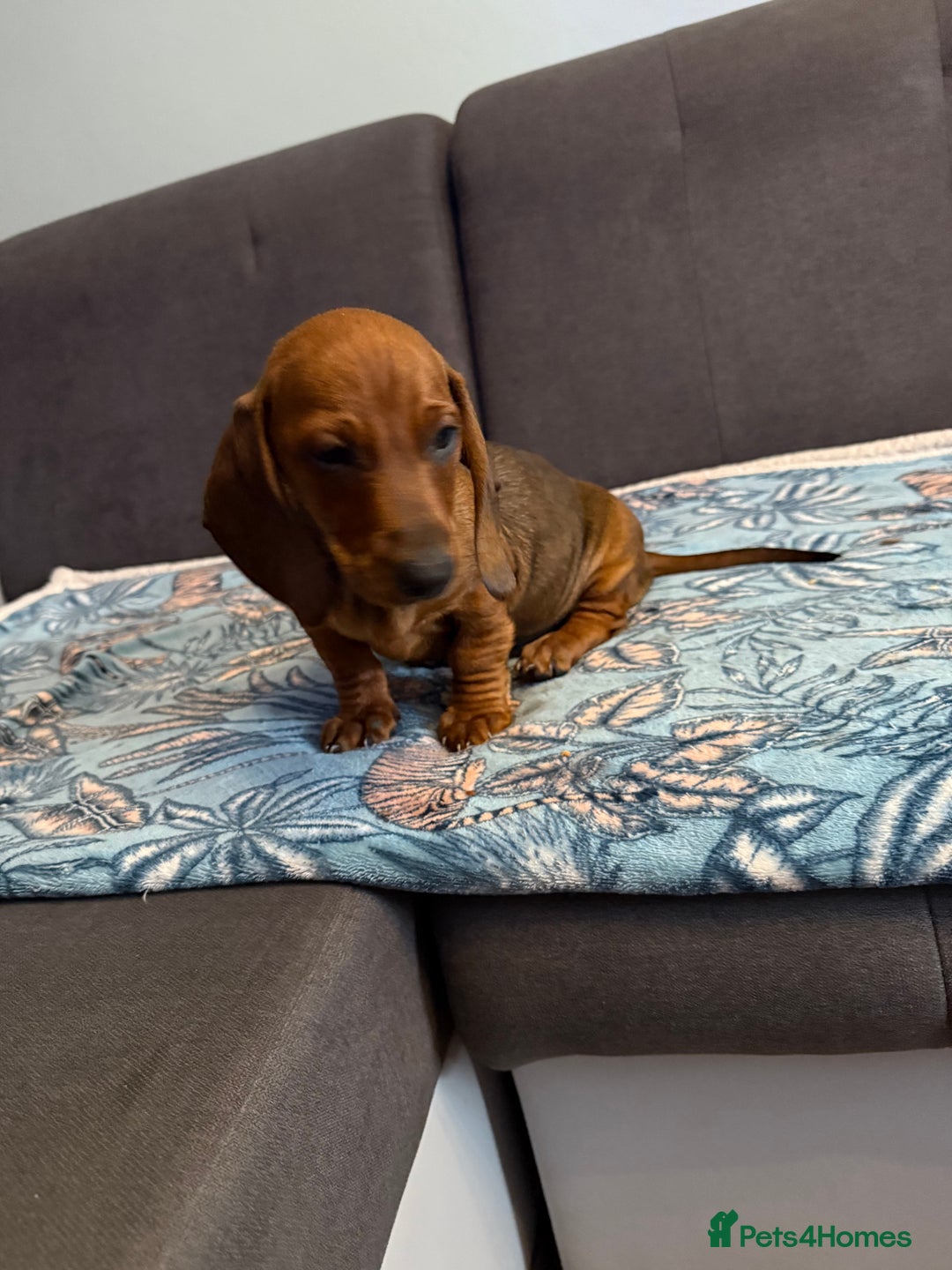 Dachshund dogs for sale: SOLD OUT! Thank you very much!!! Lovely Dachshunds - Advert 16