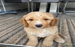 Cockapoo dogs for sale: 🐾 Gorgeous cockapoo puppies🐾 - Image 1