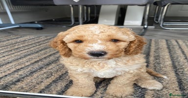 Cockapoo dogs - Advert 8