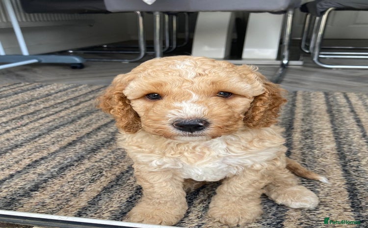 Cockapoo dogs - Advert 1