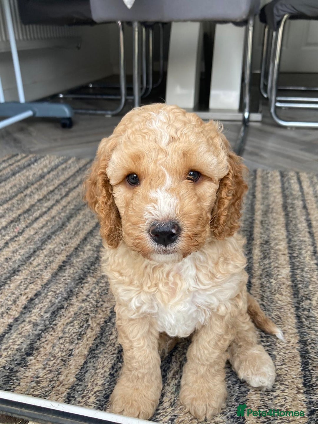 Cockapoo dogs for sale: 🐾 Gorgeous cockapoo puppies🐾 - Image 1