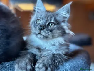 Maine Coon cats GCCF Registered - Grey Smoke Maine Coon Kittens - Advert 2