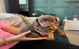 Miniature Dachshund dogs for sale: Beautiful miniature dachshund pups  - Image 13