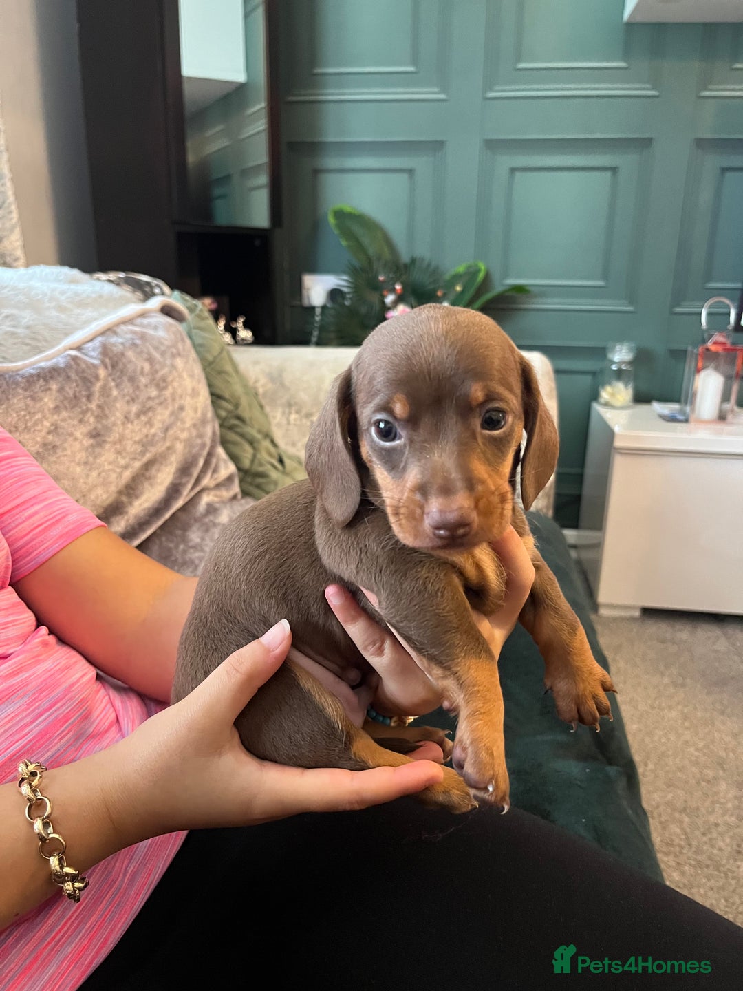 Miniature Dachshund dogs for sale: Beautiful miniature dachshund pups  - Image 13