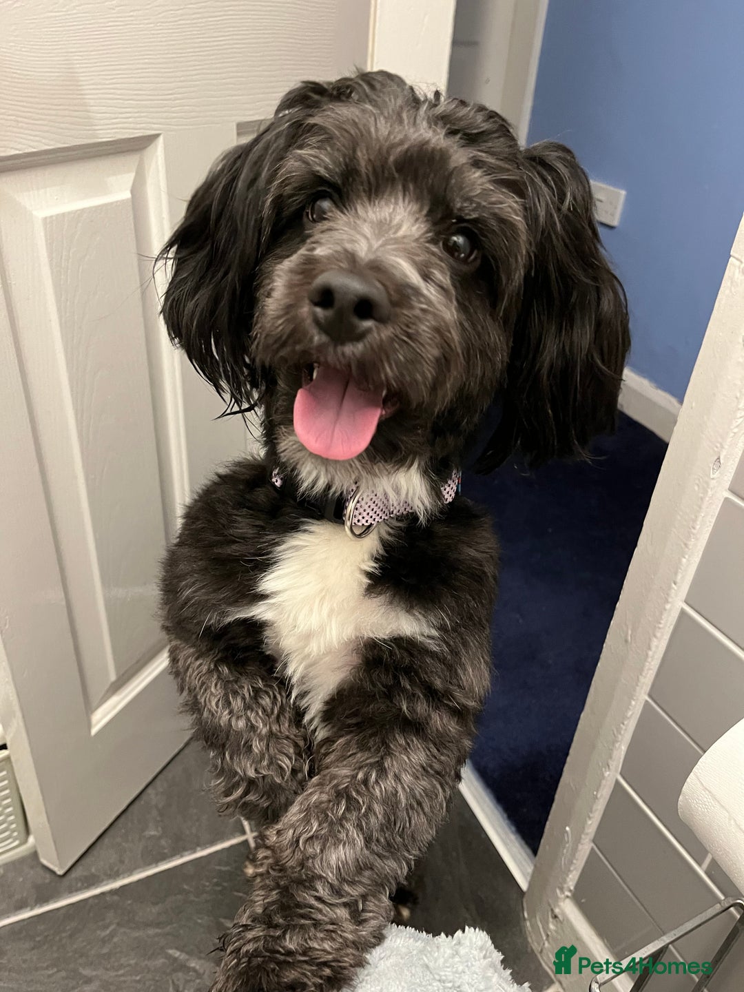 Jackapoo dogs for sale: Teddys needs a home - Advert 5