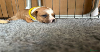 Staffordshire Bull Terrier dogs - Advert 1
