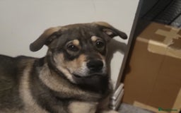 Mixed Breed dogs for sale: Arlo. - Image 1