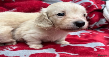 Miniature Dachshund dogs - Advert 4