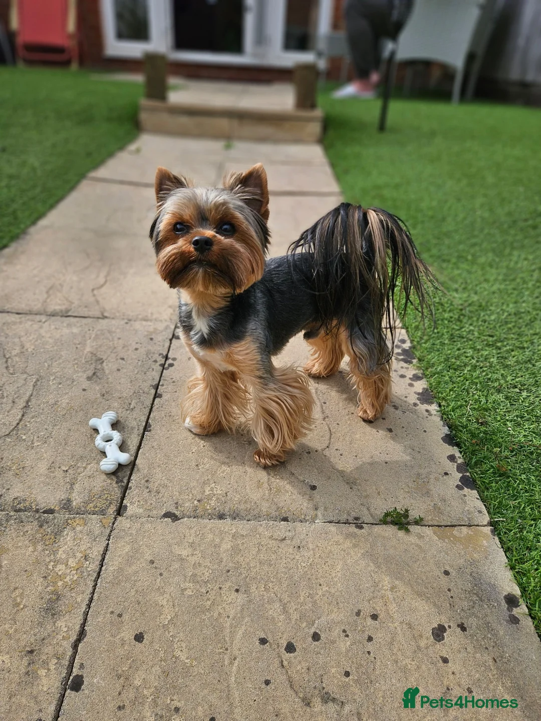 Yorkshire Terrier dogs for stud: Beautiful Yorkshire Terrier Stud Available - Advert 1