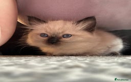 Ragdoll cats for sale: GCCF Ragdoll boy kittens - Advert 9