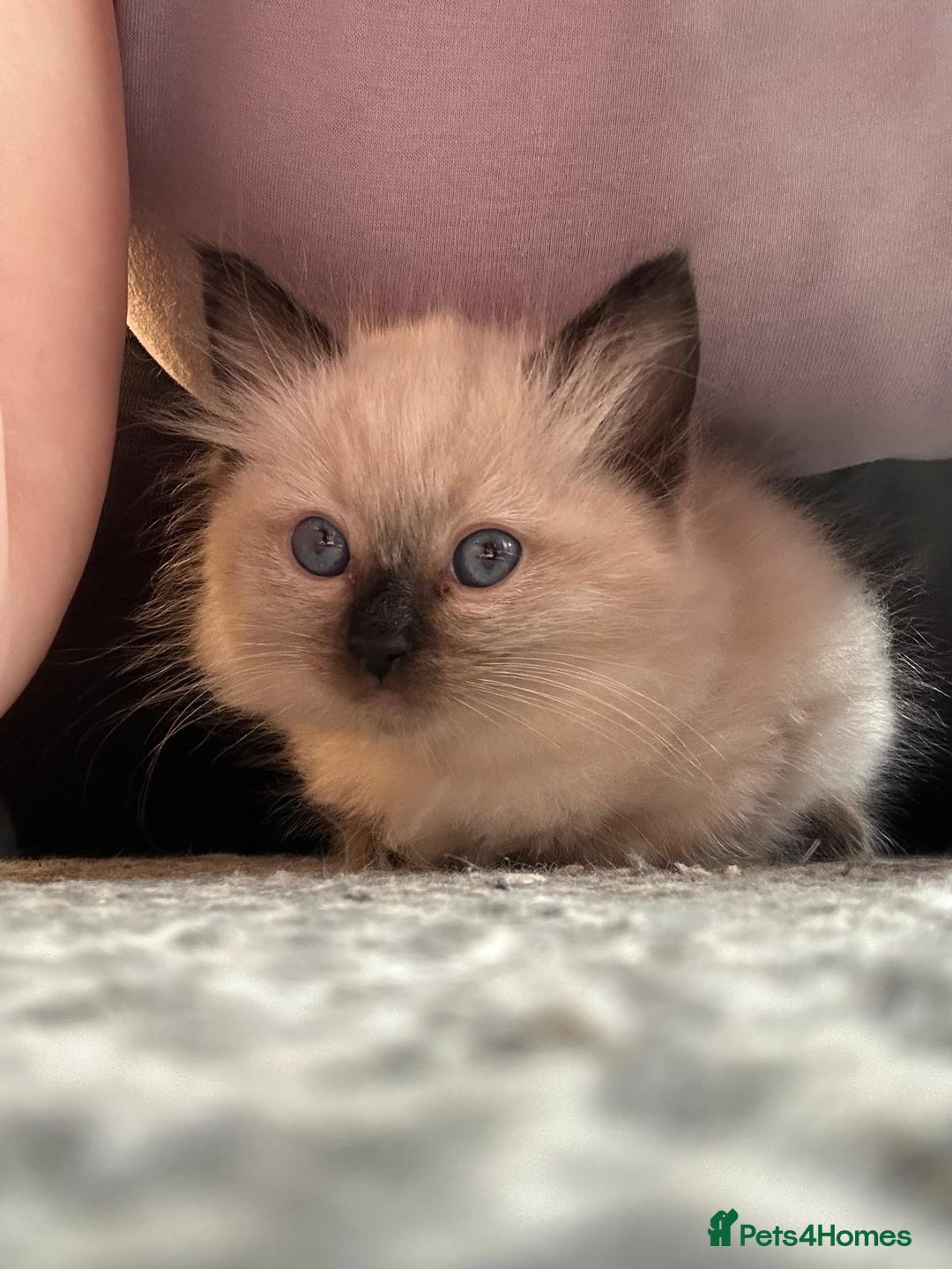 Ragdoll cats for sale: GCCF Ragdoll boy kittens - Advert 9