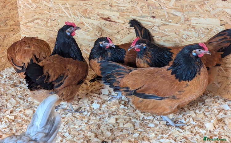 Chickens poultry - Advert 5