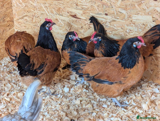 Chickens poultry - Advert 11