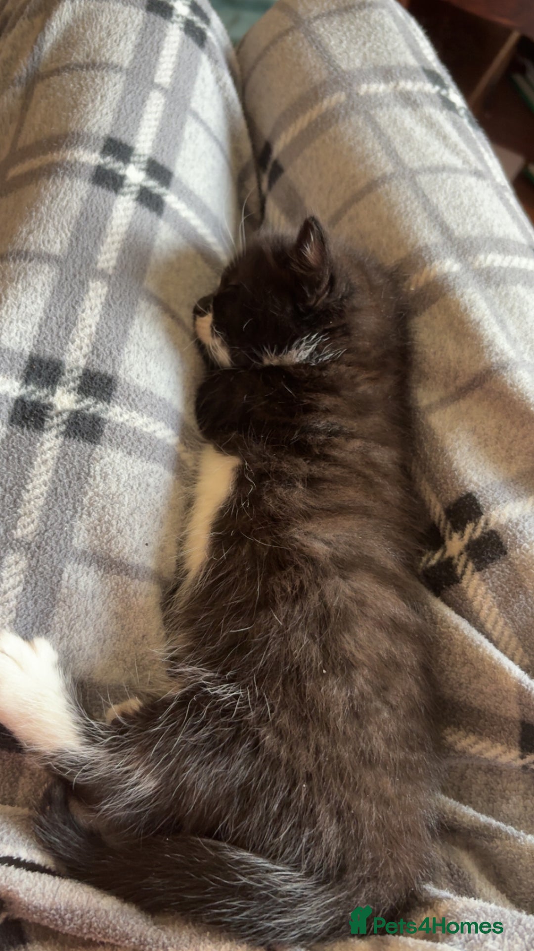 American Shorthair cats for sale: 4 kittens for sale - Image 4