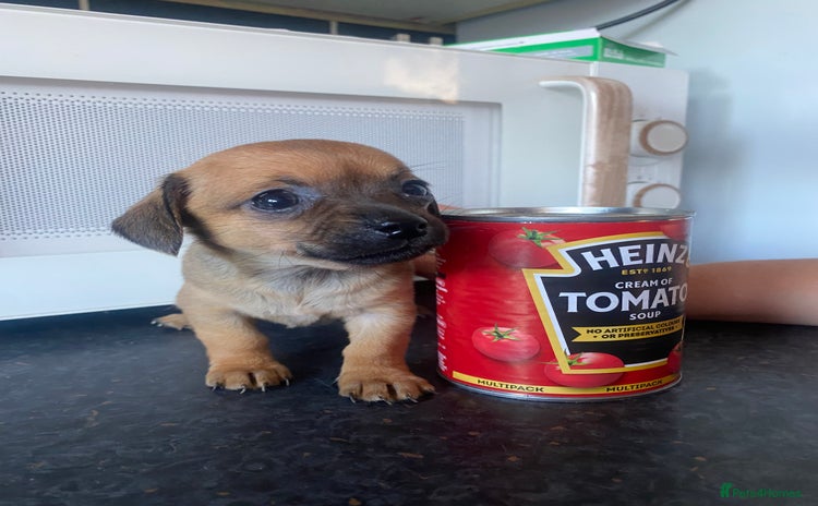 Mixed Breed dogs - Advert 5