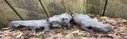Whippet dogs for sale: Small Blue Whippets  - Advert 5