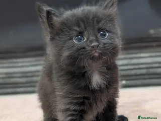 American Shorthair cats Beautiful American Shorthair Cross Kittens - Advert 17