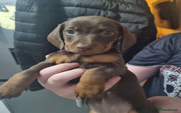 Miniature Dachshund dogs for sale: 6 beautiful miniature Dachshund 7 weeks old - Image 12