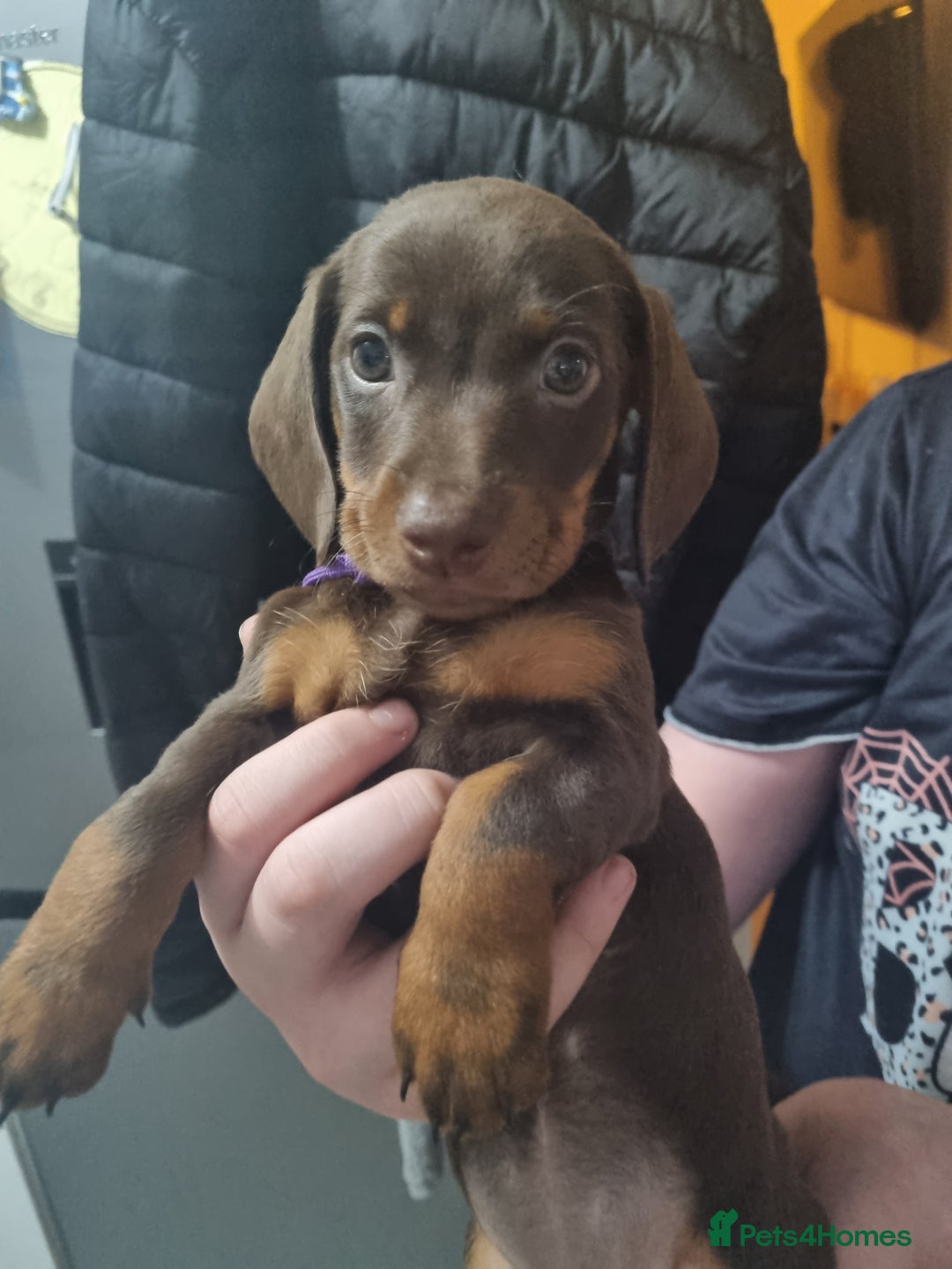 Miniature Dachshund dogs for sale: 6 beautiful miniature Dachshund 7 weeks old - Image 12
